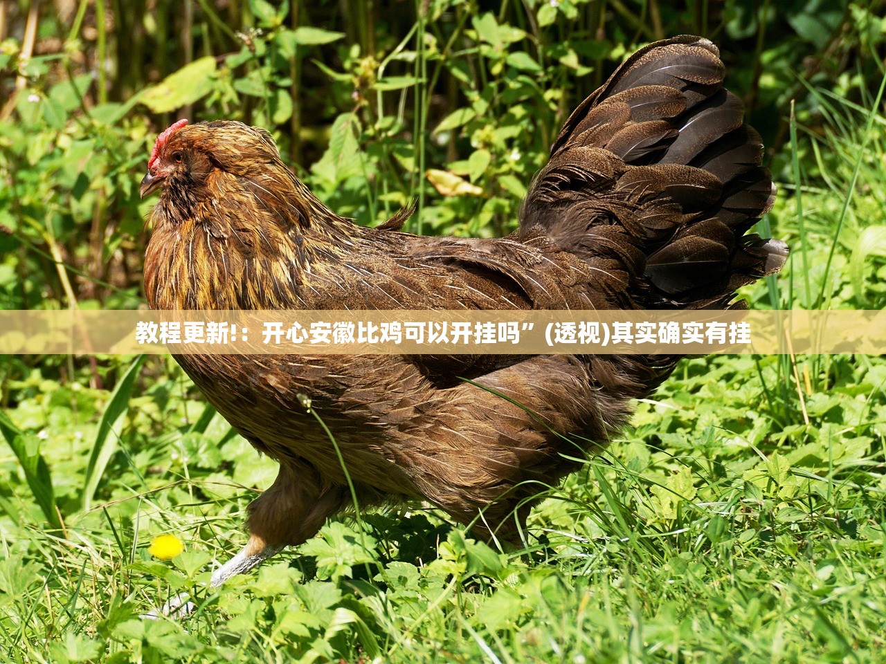 软件分享“手机斗牛开挂免费”(辅助神器)开挂详细教程